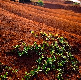 AR手游《怪物猎人Now》首周下载量超5百万次